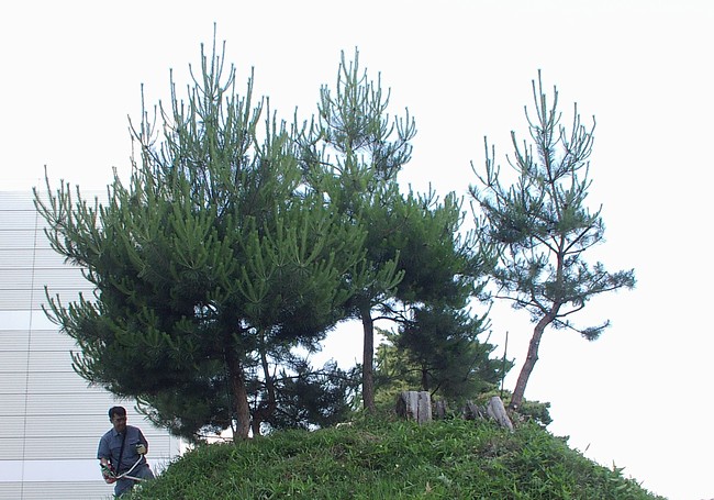 塚の頂上右側に見えている木質のものは、前の倒れた松の根元です。我々が植えた幼松、この太さまで育つには、あと100年！？150年？？